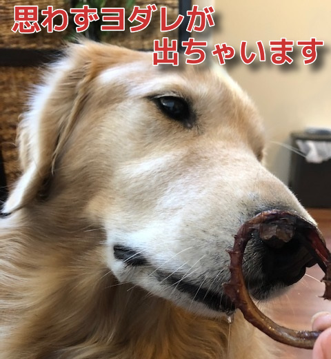 国産馬肉 のどころジャーキー １００g 犬用無添加おやつ 非常にレアなおやつで美味しさ抜群 当店オススメ 犬 おやつ 無添加 ペット 馬肉